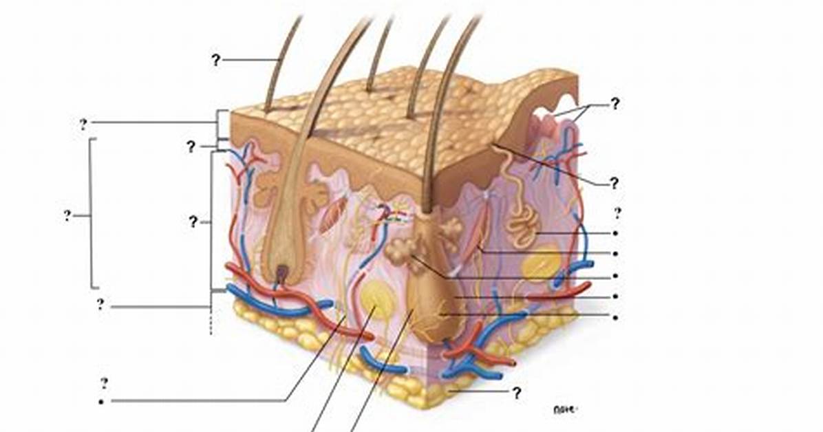 Skin Structure Quiz