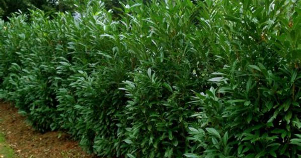 Skip Laurel Hedge - How to Discuss