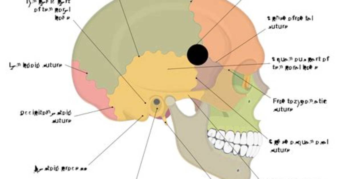 Skull - Lateral View Labelling Game