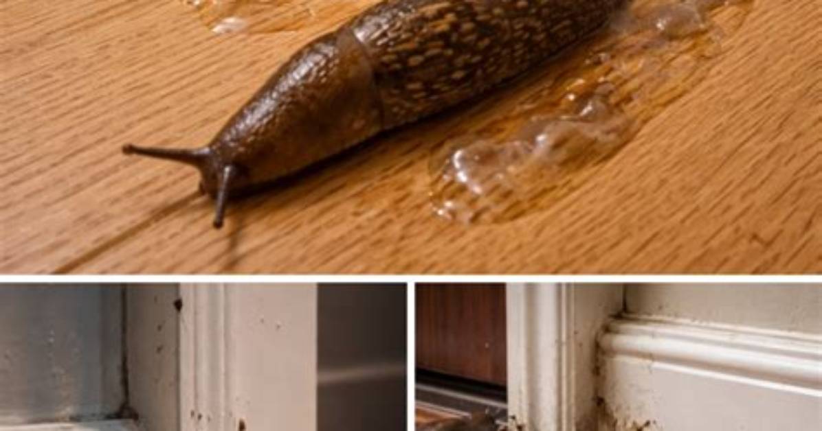 Slugs in the House? Here's Our Guide on How to Get Rid of Slugs