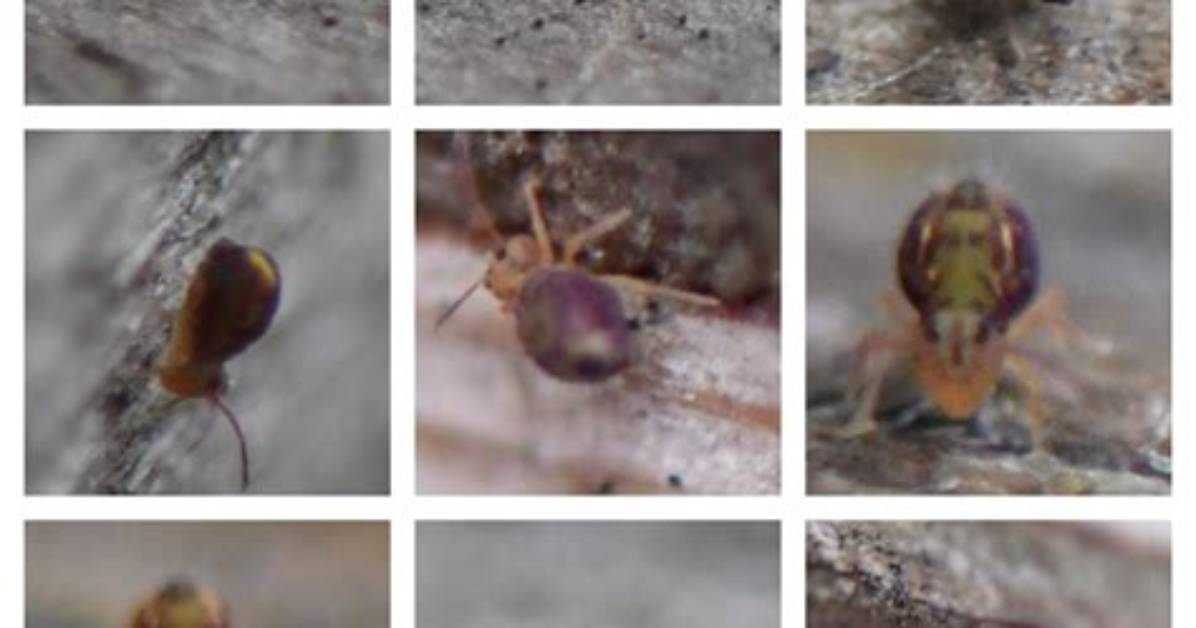 Small Jumping Bugs - How to Discuss