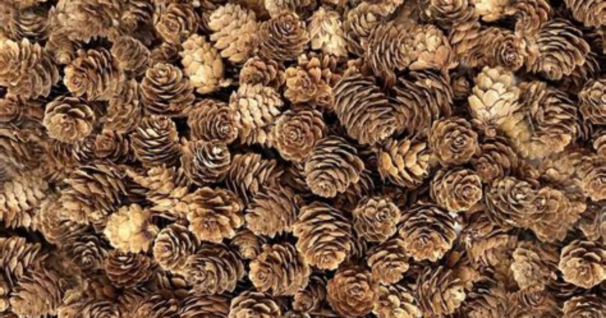 Small Pine Cones - How to Discuss