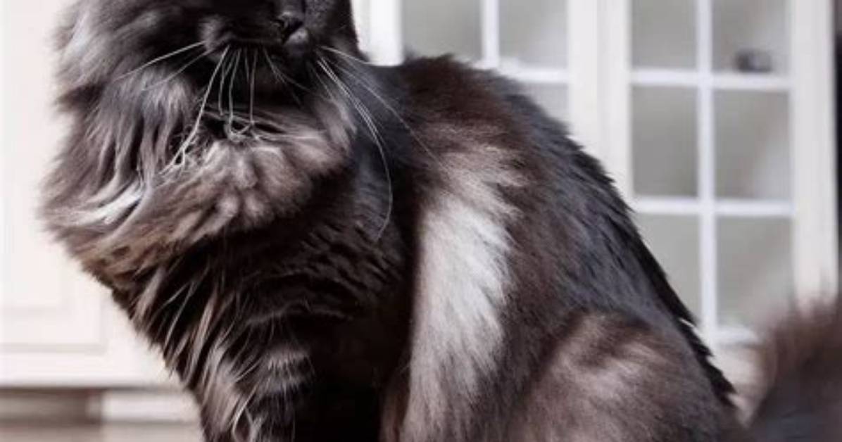 Smoke Black Cat