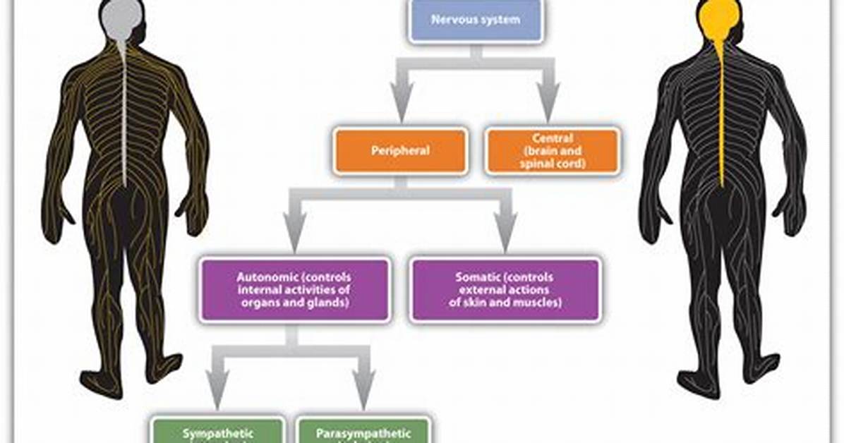 Somatic Nervous System - Functions, Definition Psychology, Examples