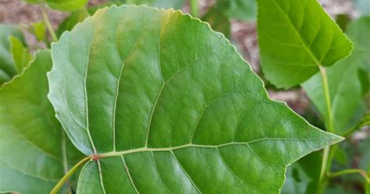 Spade Shaped Leaf Tree