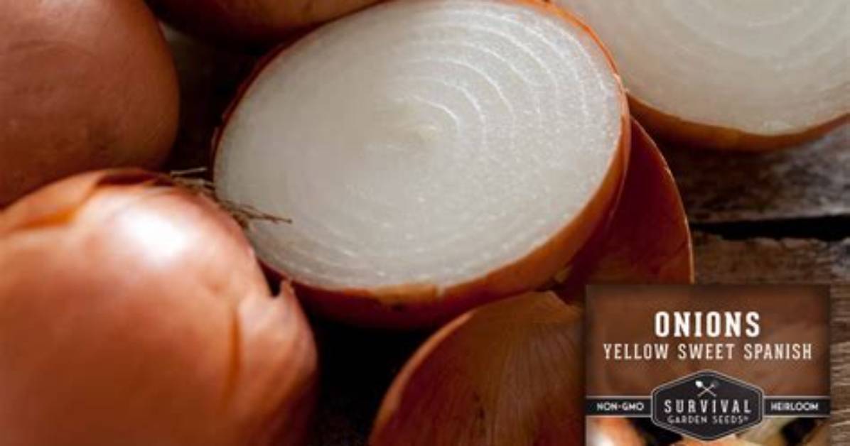 Spanish Onion