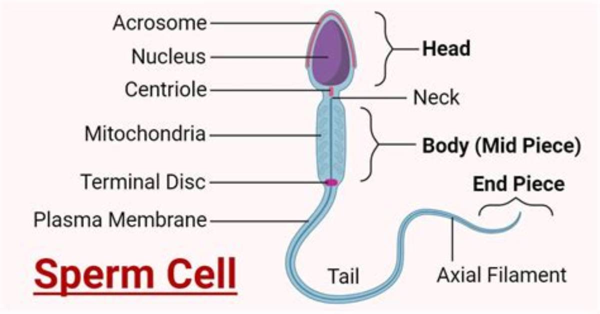 Sperm Organelles