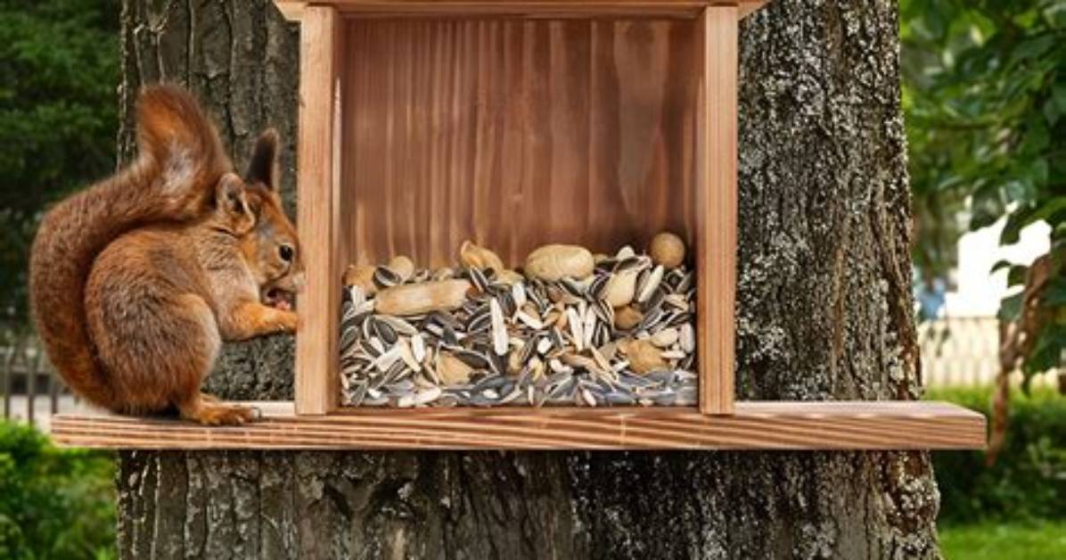 Squirrel Feeding Station