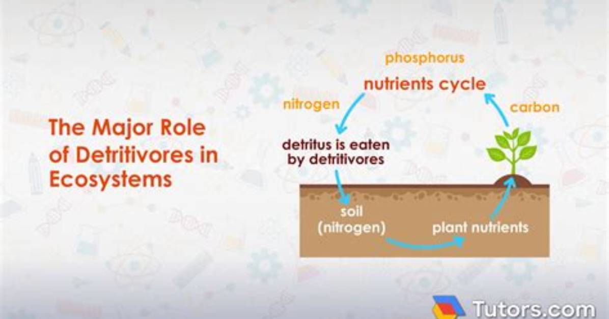 State Why Detritivores Are an Important Part of the Ecosystem