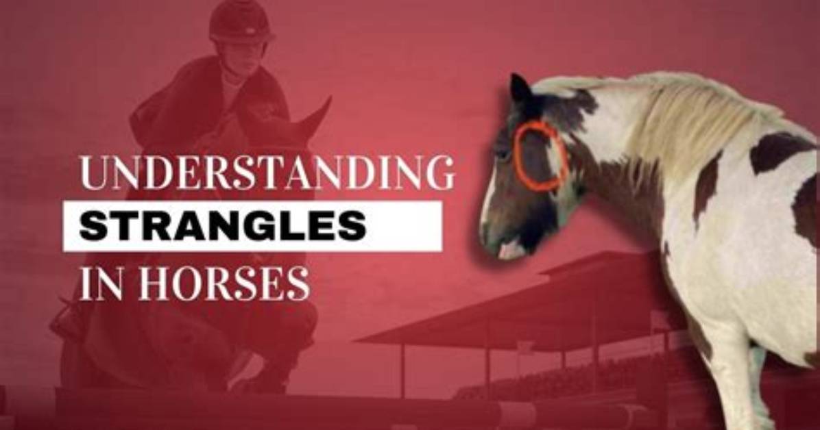 Strangles - How to Discuss