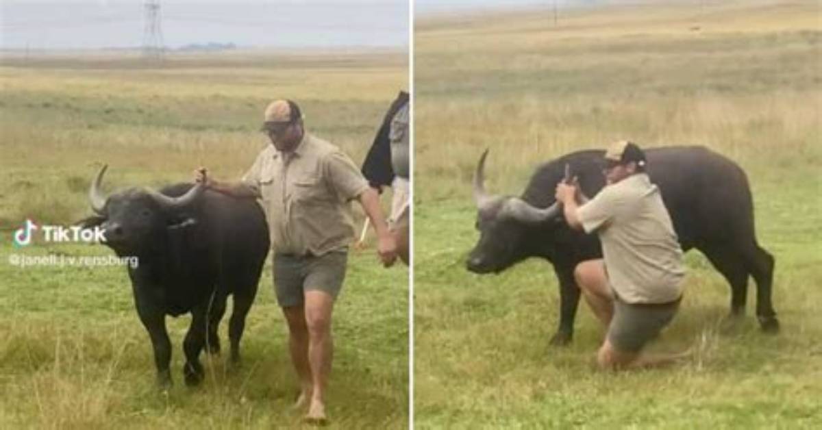 Strong Mpumalanga Farmer Handles Buffalo, Video Goes Viral on Tiktok with 200 000 Views