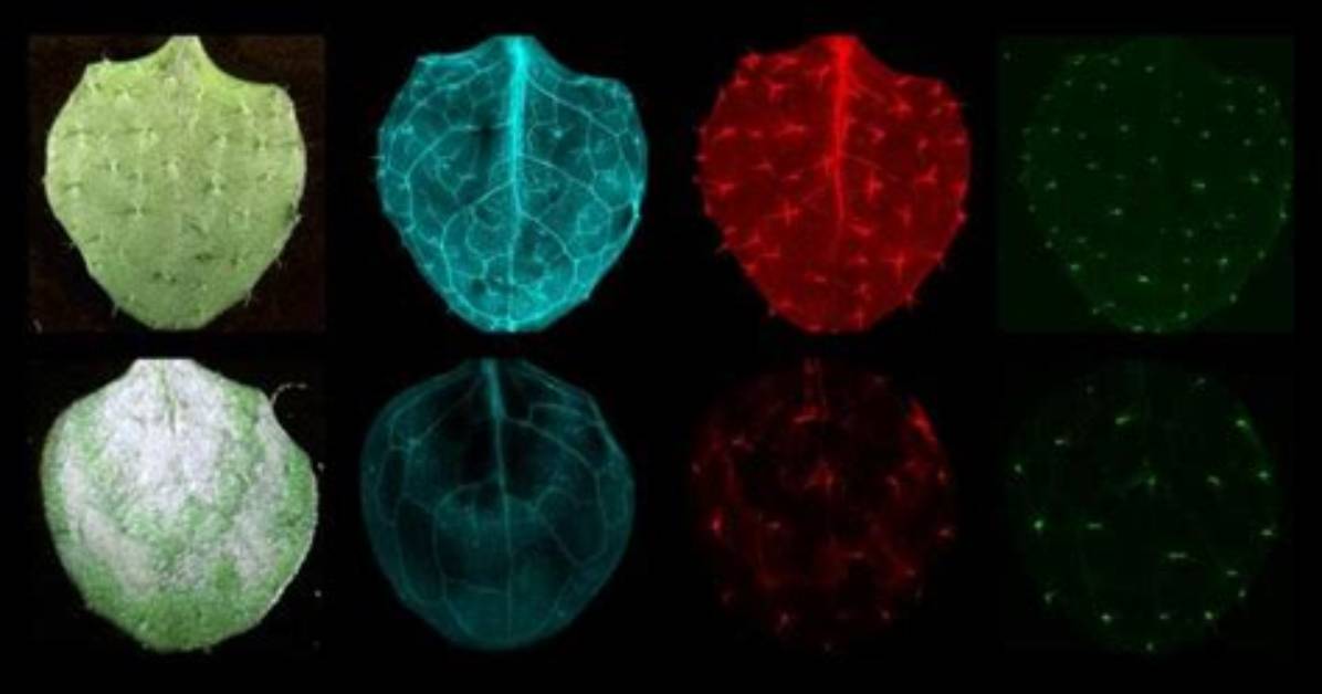 Study Sheds Light on Photosynthesis in Iron-Low Leaves