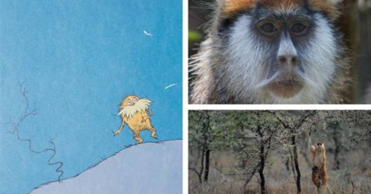 Study: the Lorax Was a Forest Creature, Not an Eco-Cop