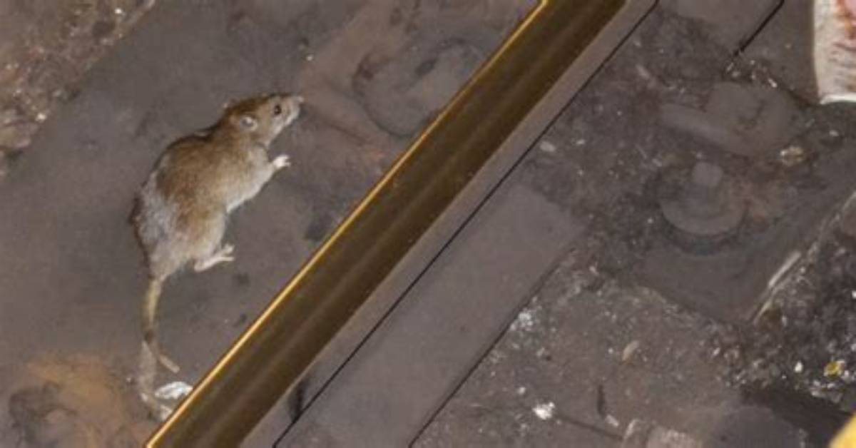 Subway Rat 'Pole Dances' and Horrifies Passengers