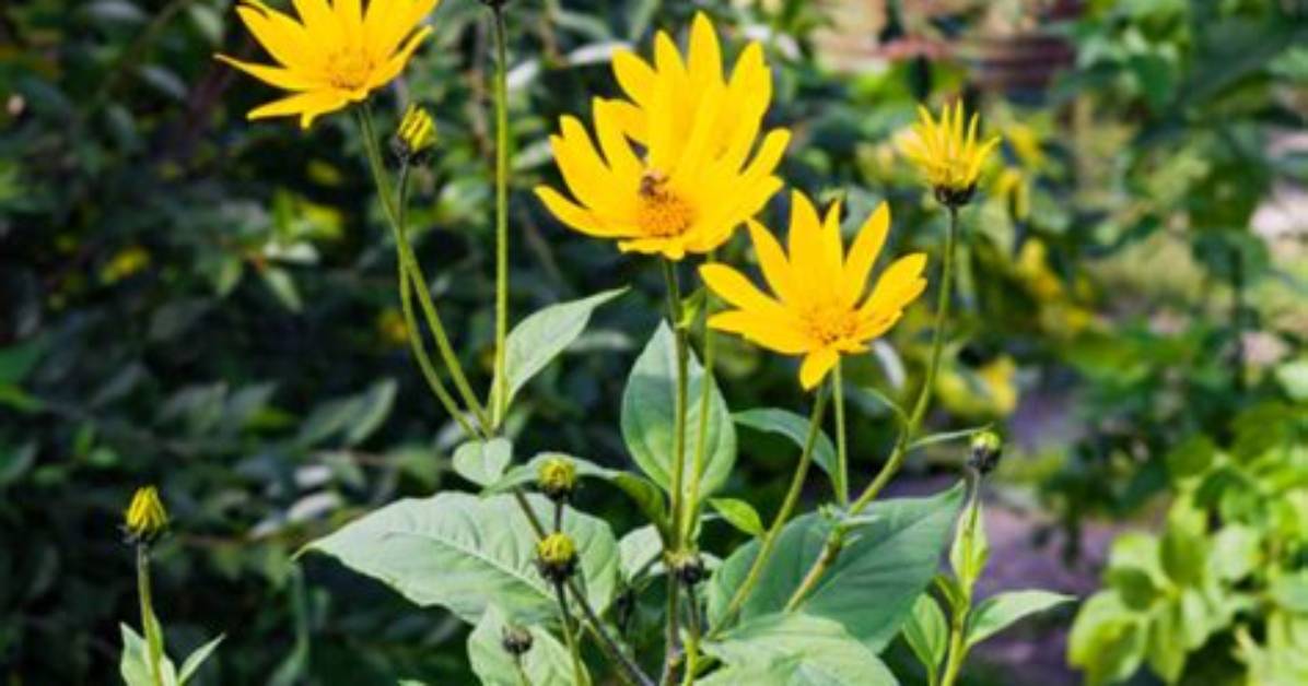 Sunchoke Leaves