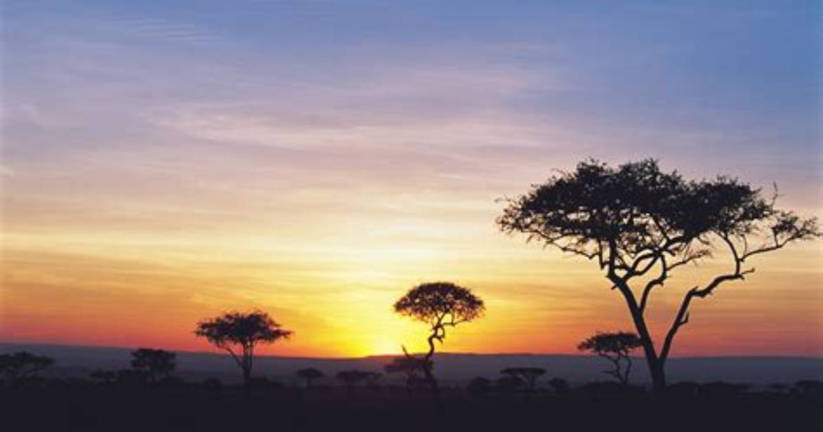 Sunset Safari