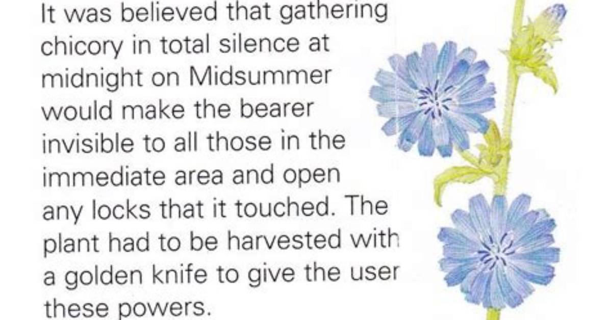 Switchword Chicory Meaning