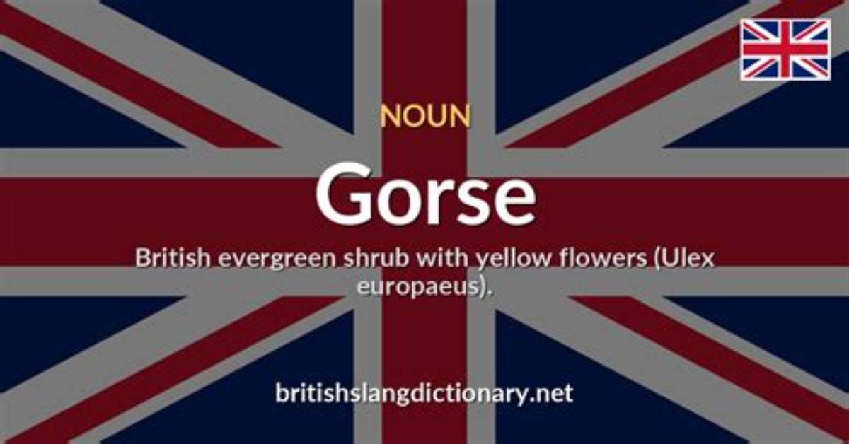 Switchword Gorse Meaning