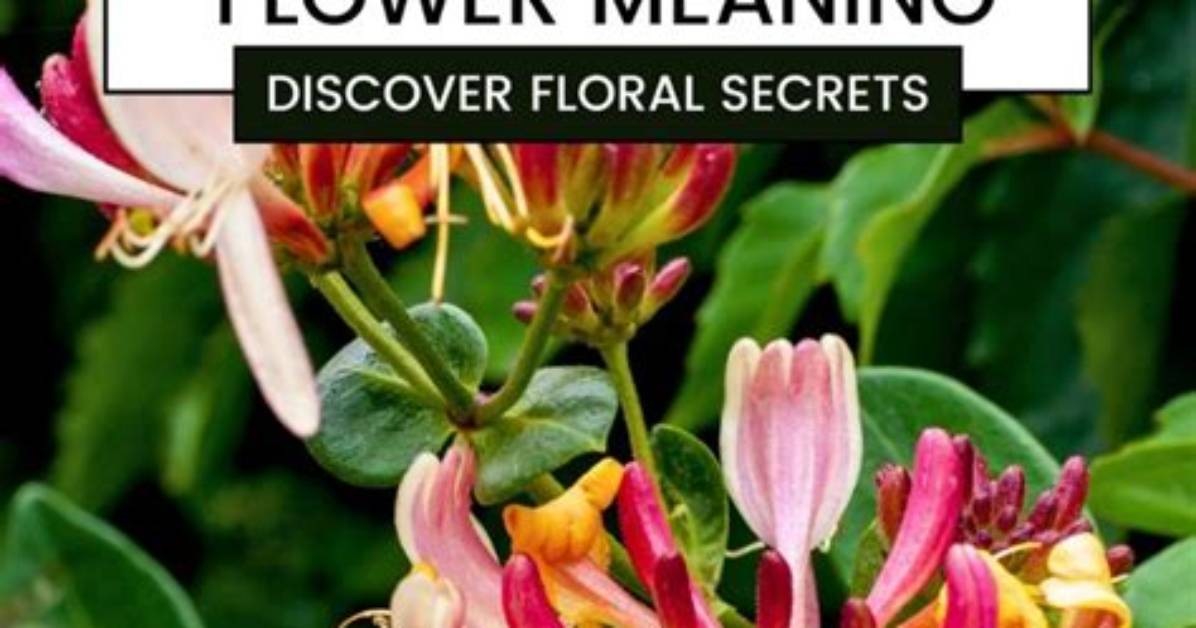 Switchword Honeysuckle Meaning