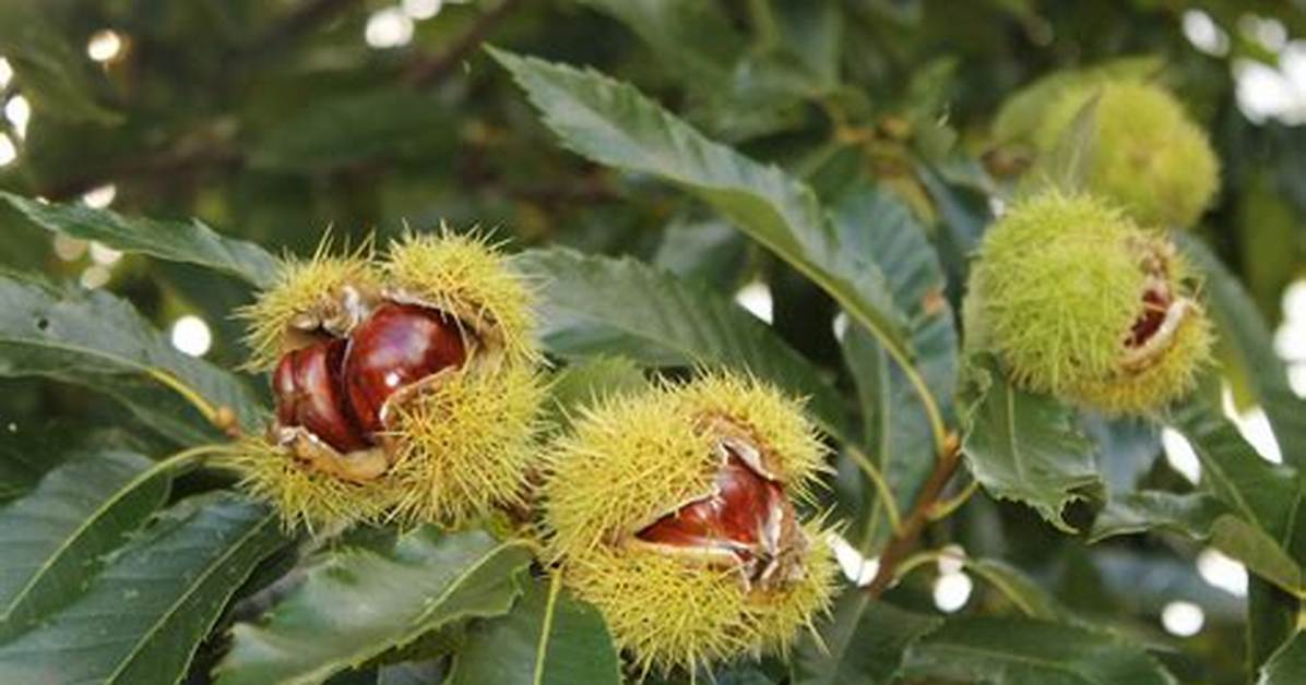 Switchword Sweet Chestnut Meaning