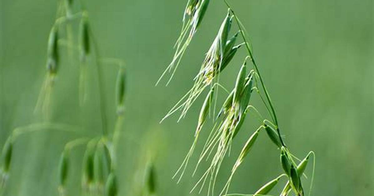 Switchword Wild Oat Meaning