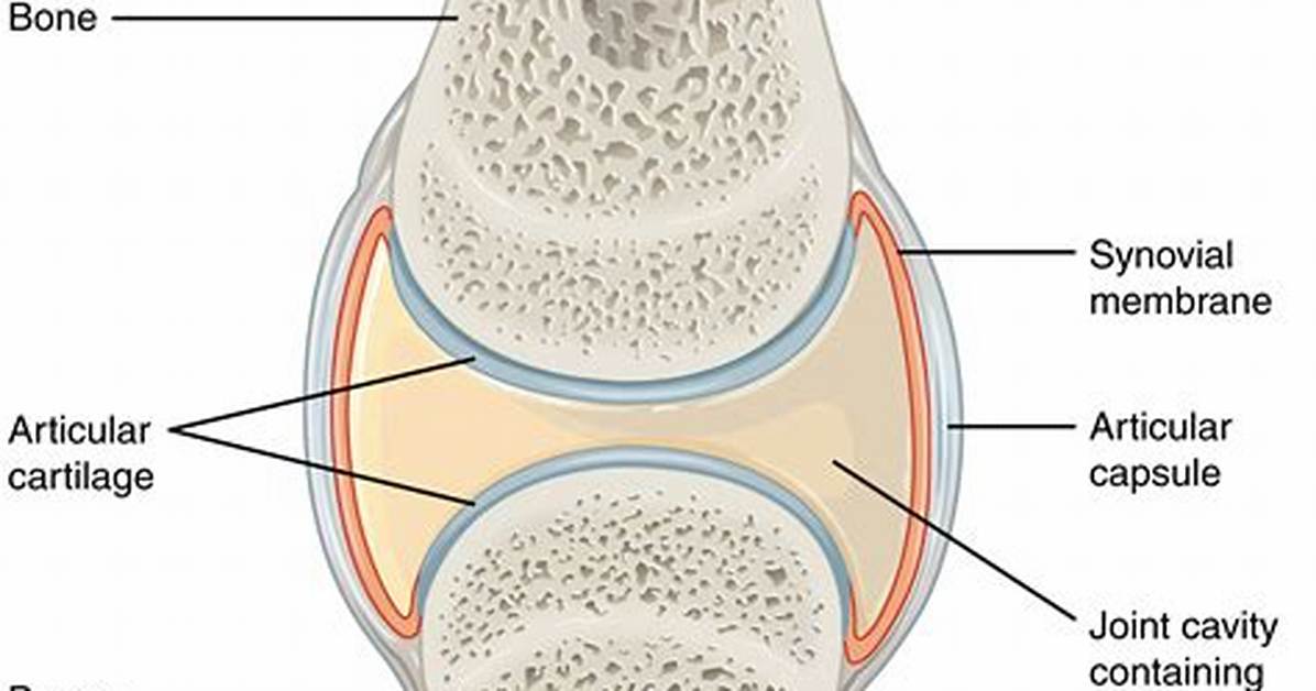 Synovial Meaning