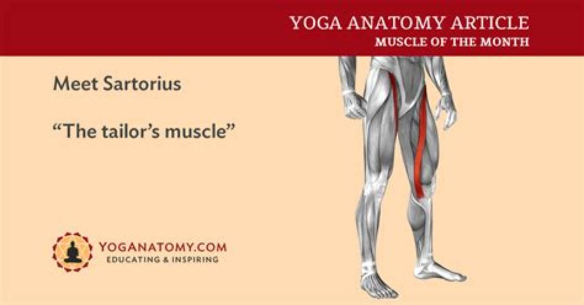 Tailors Muscle