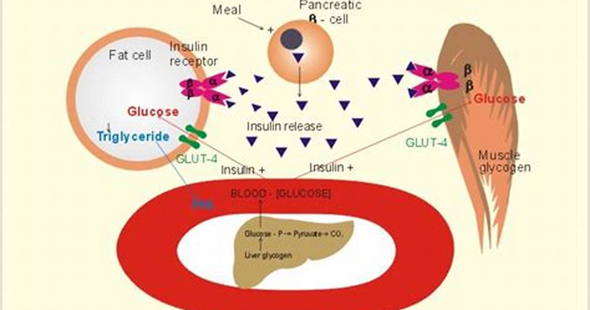 Target Cells for Insulin