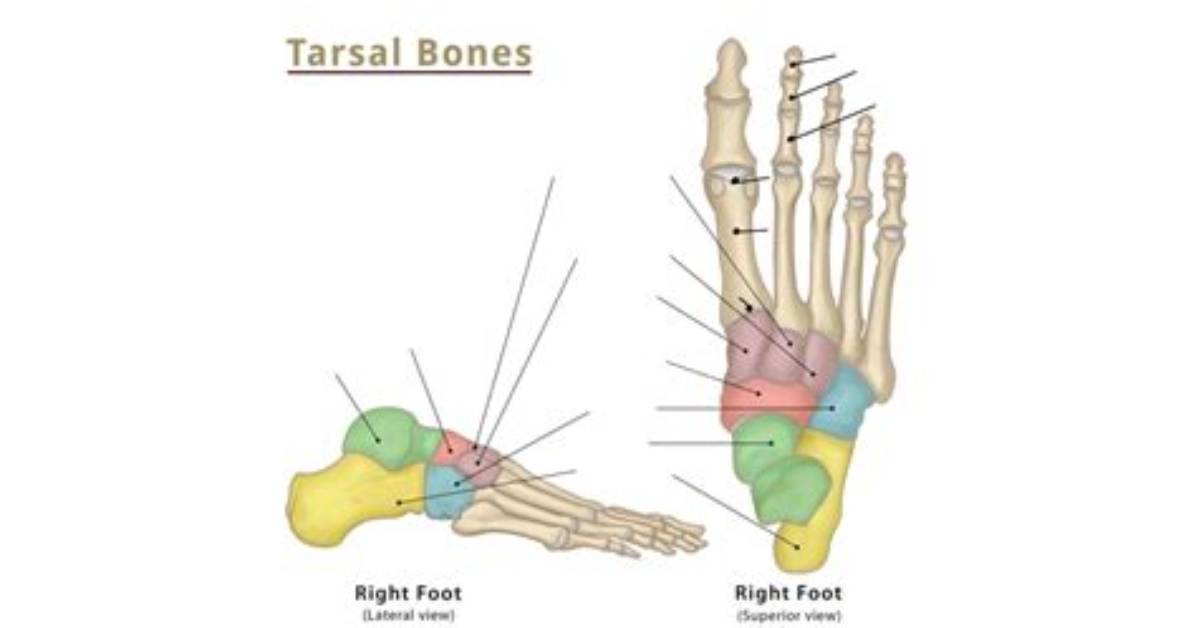 Tarsals Quiz