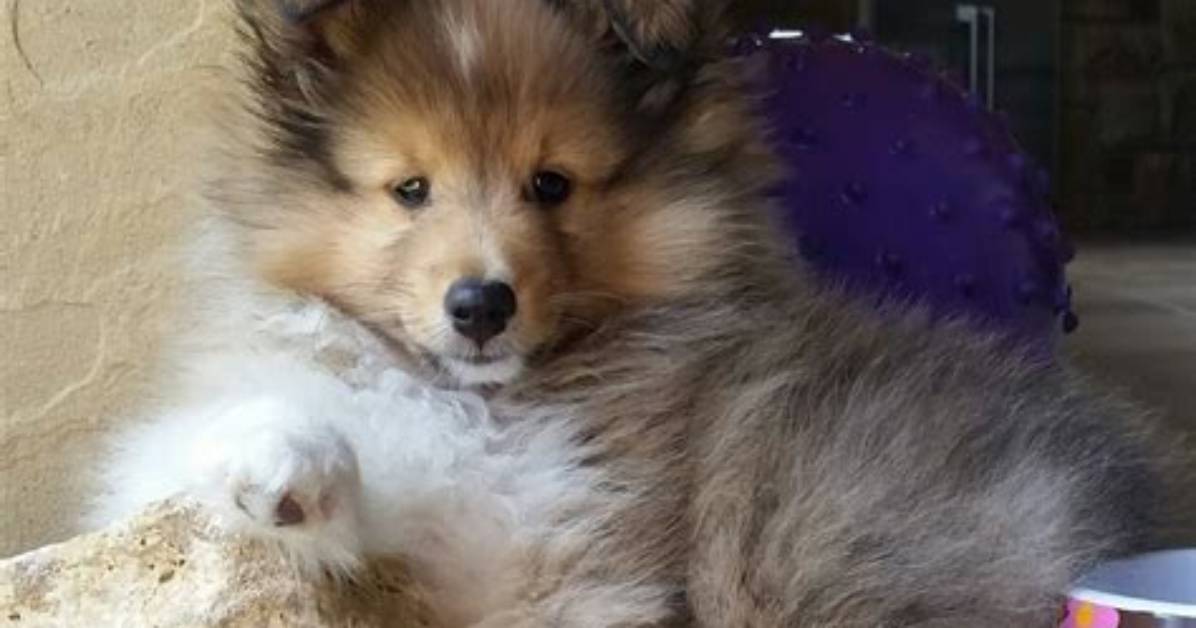 Teacup Mini Sheltie