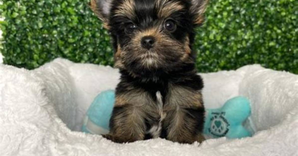 Teacup Yorkies for Sale Under 500