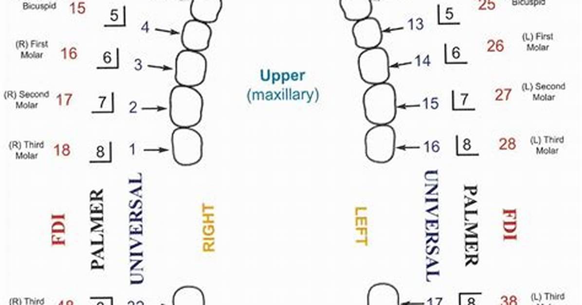 Teeth Charting Numbers