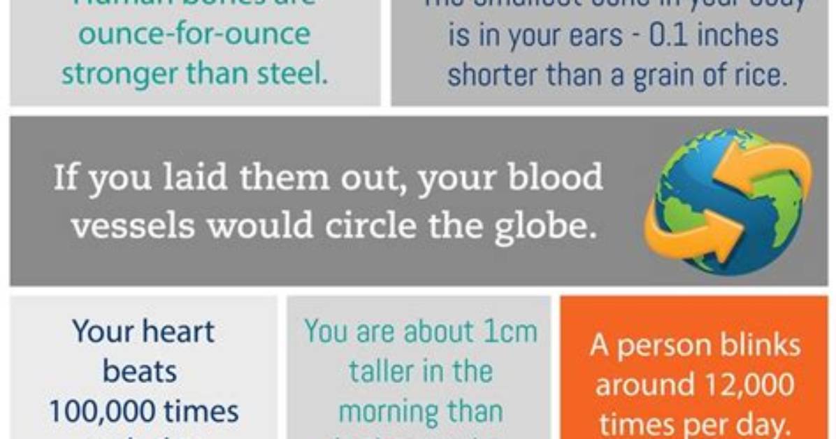 Ten Amazing Facts About the Human Body!