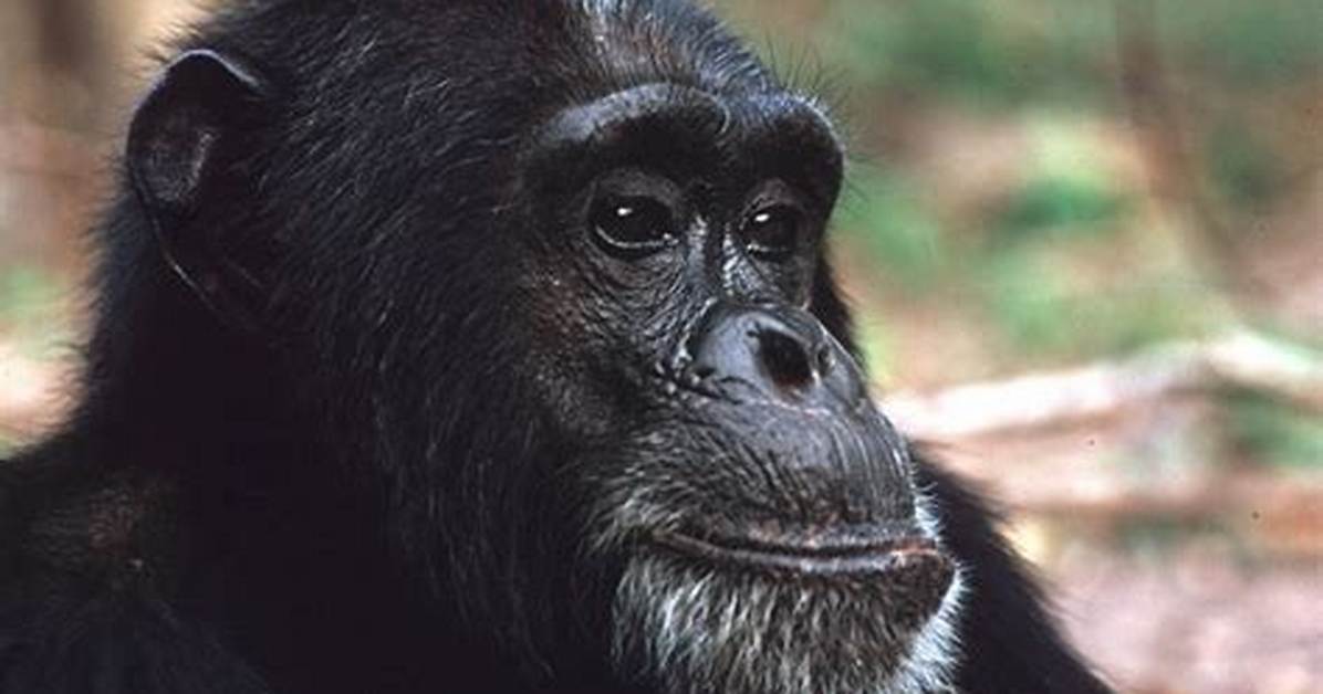 The 15 Most Influential Animals That Ever Lived
