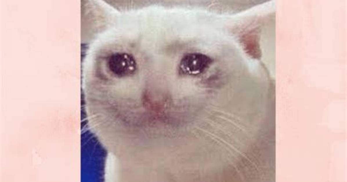 The Crying Cat Meme and Origin, Explained