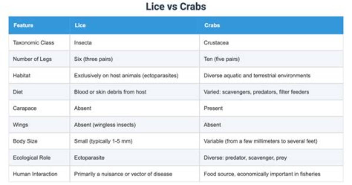 The Differences Between Lice and Crabs