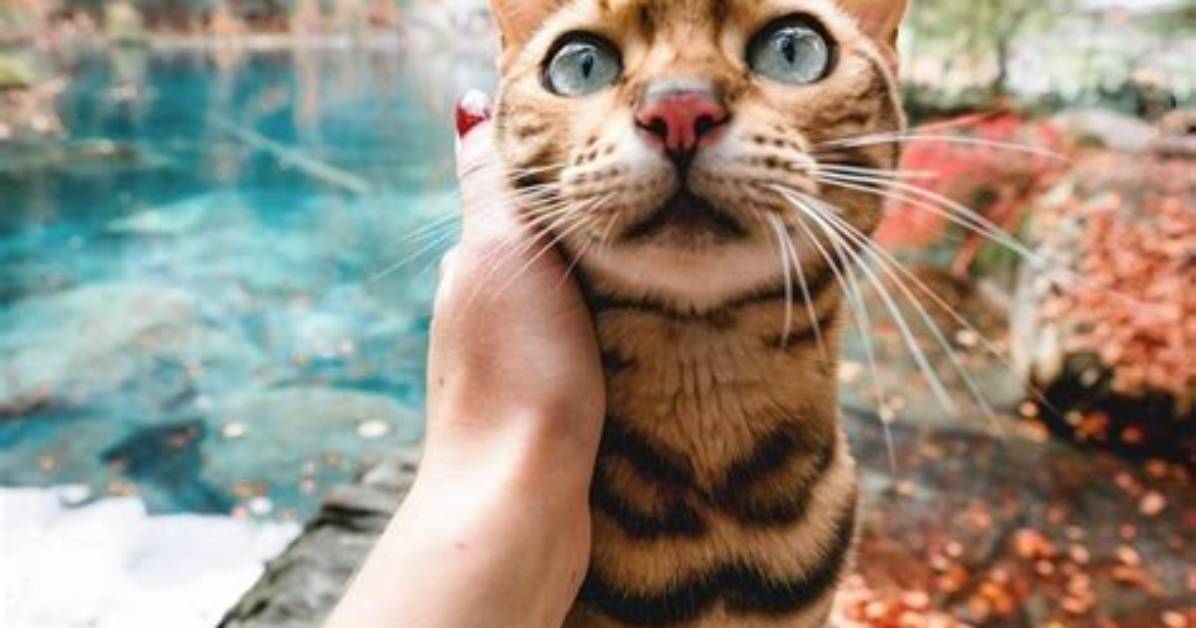 The Instagram Adventures of Suki the Bengal Cat