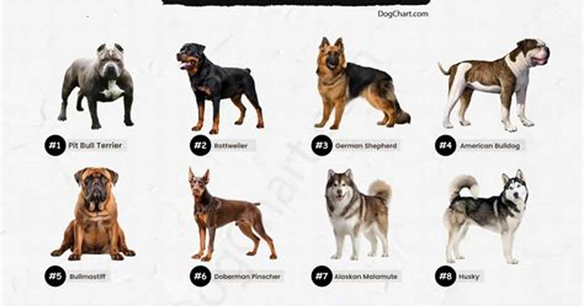 The Most Dangerous Dogs in the World: Understanding the Breeds