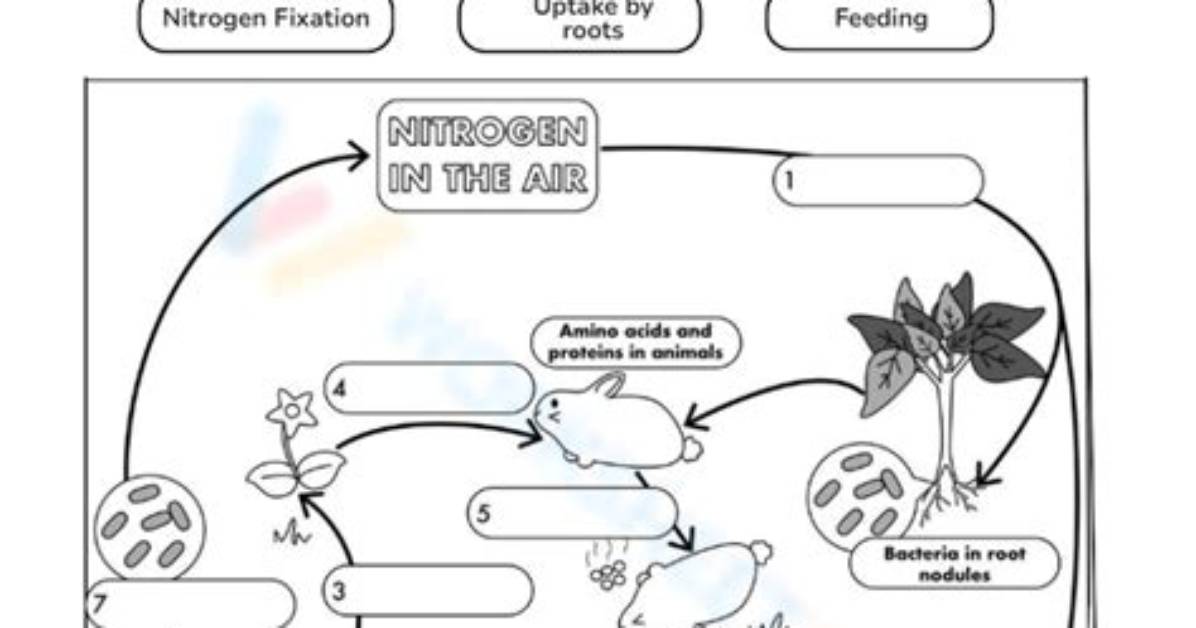 The Nitrogen Cycle — Printable Worksheet