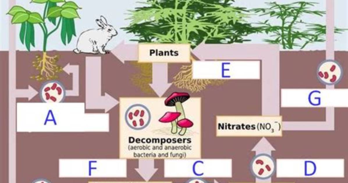 The Nitrogen Cycle Quiz