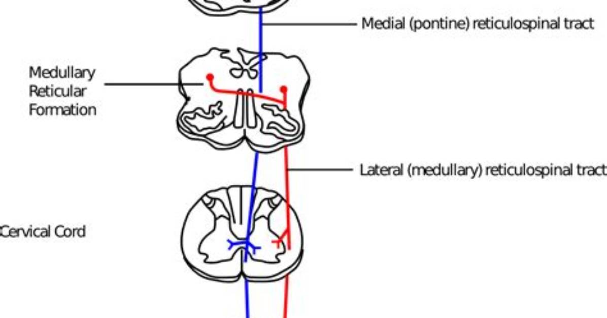 The Primate Reticulospinal Tract, Hand Function and Functional Recovery. - ePrints