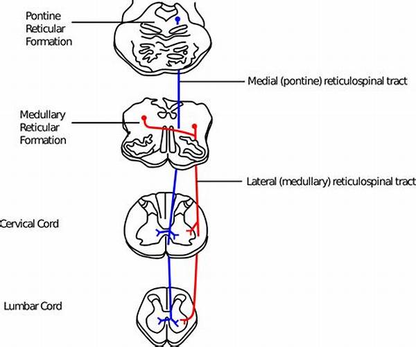 The Primate Reticulospinal Tract, Hand Function and Functional Recovery. - ePrints