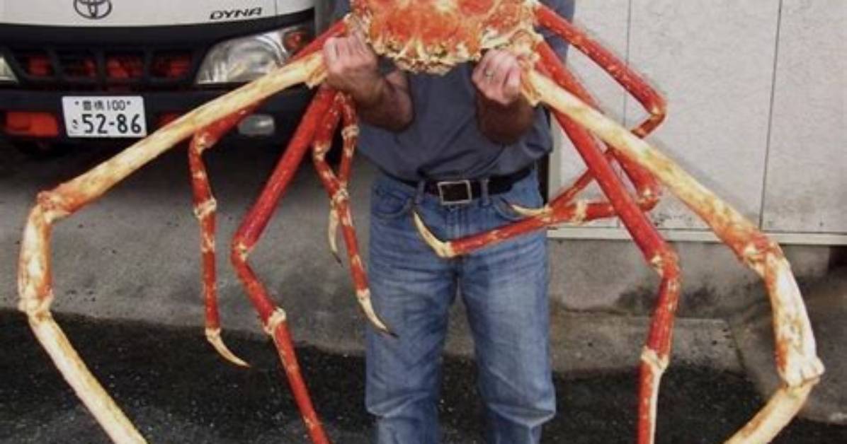 The World’s Largest Land Crab Is Fierce—and Under Threat