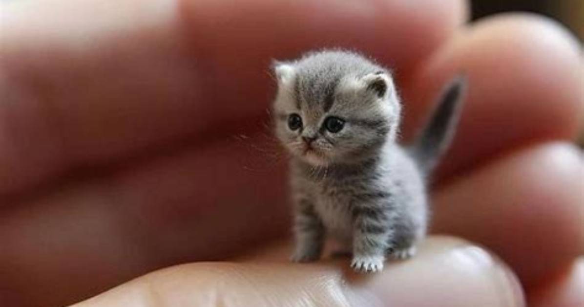 They're Like Humans, but Miniature. Teacup Humans.