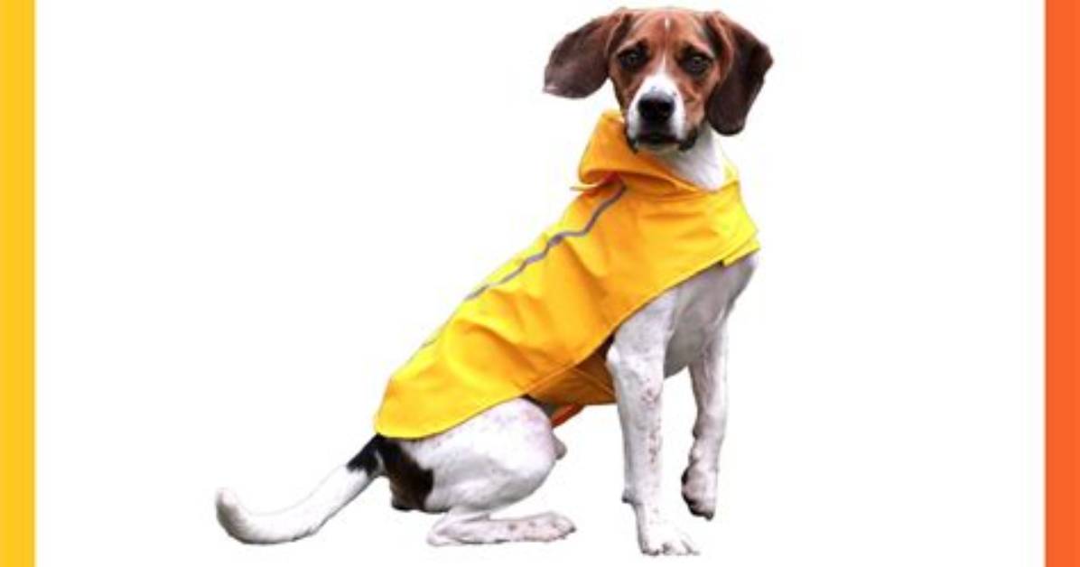 This Dog Raincoat Worn by Noodle the Pug Is $10 at Amazon