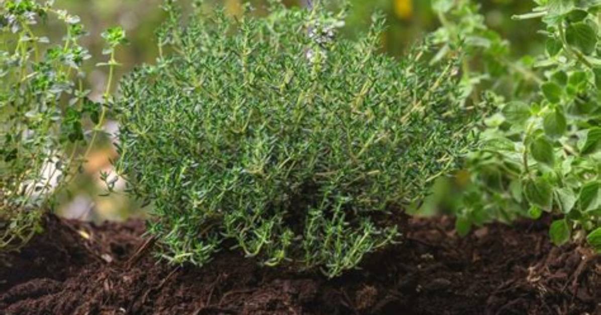 Thyme Soil