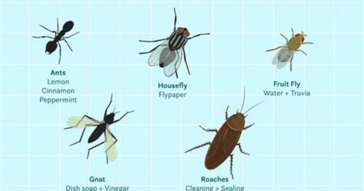 Tiny Flying Bugs in House