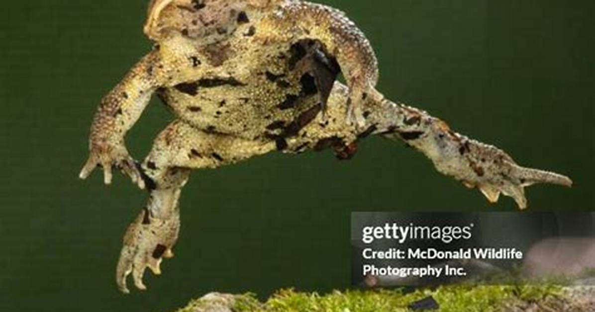 Toad Hop