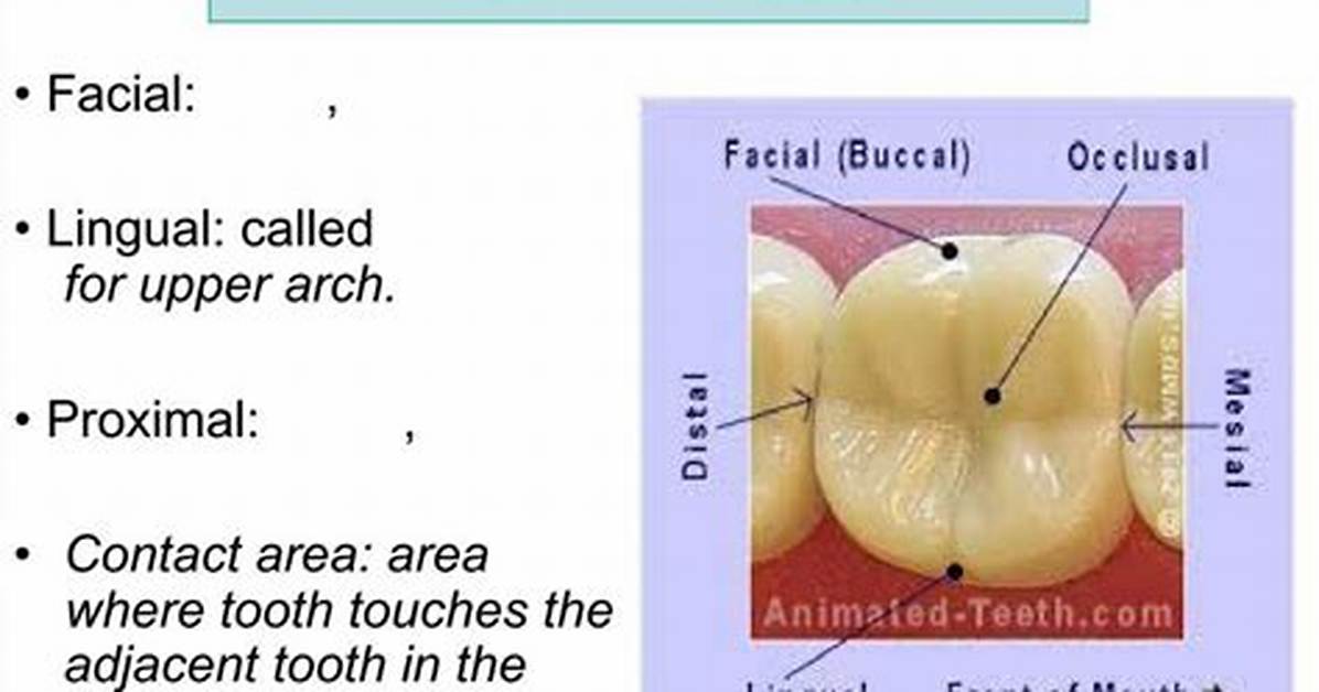 Tooth Surfaces — Printable Worksheet