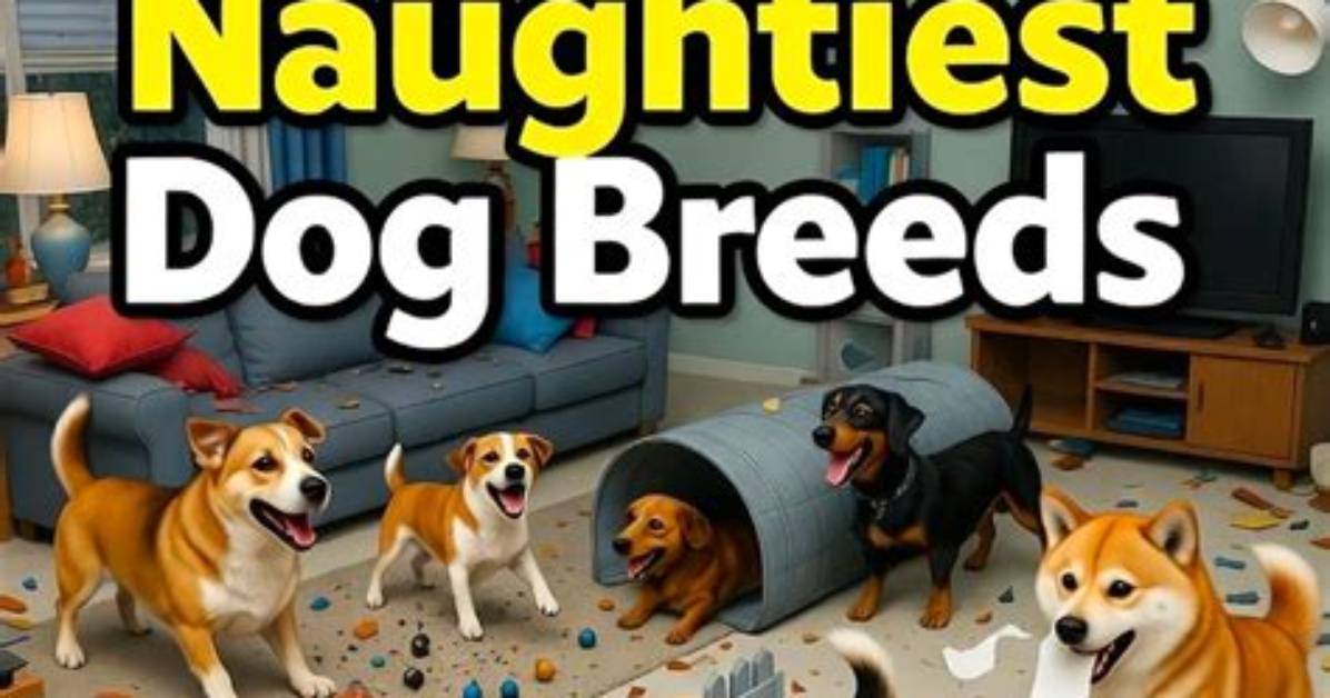 Top 10 Naughtiest Dog Breeds Revealed